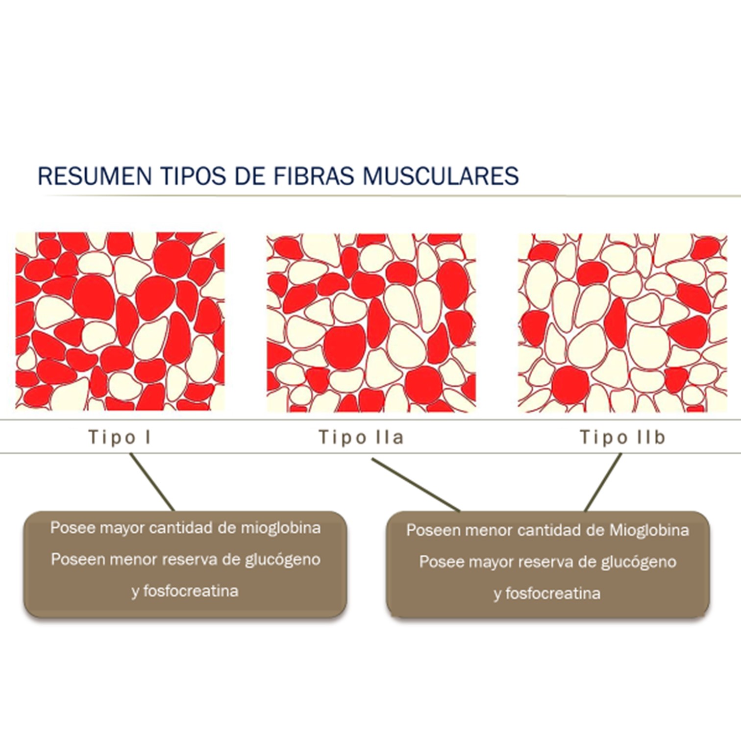 Nivel III Certificación Entrenador Personal Superior