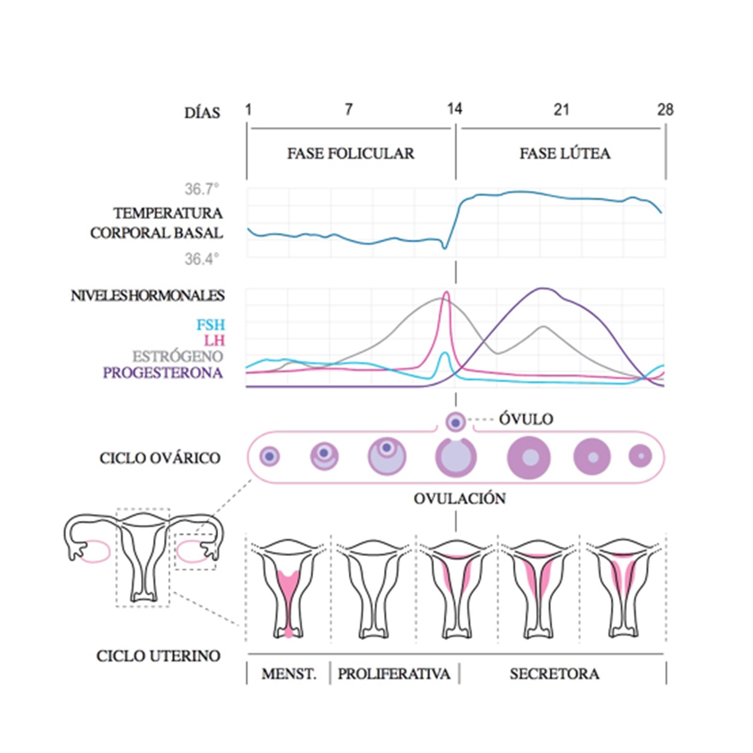 Certificación Entrenamiento Específico en la Mujer