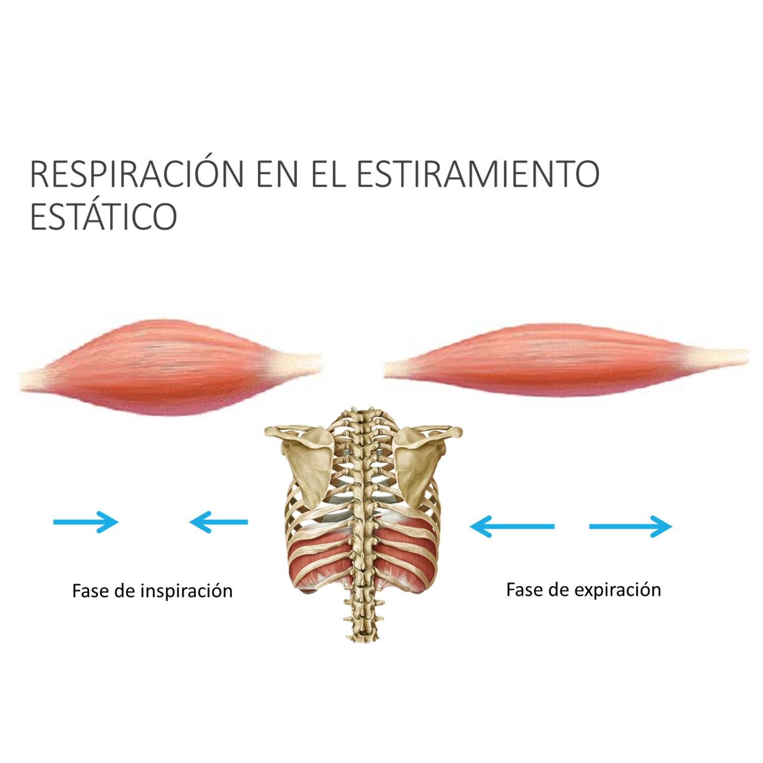 Certificación Instructor de Stretching