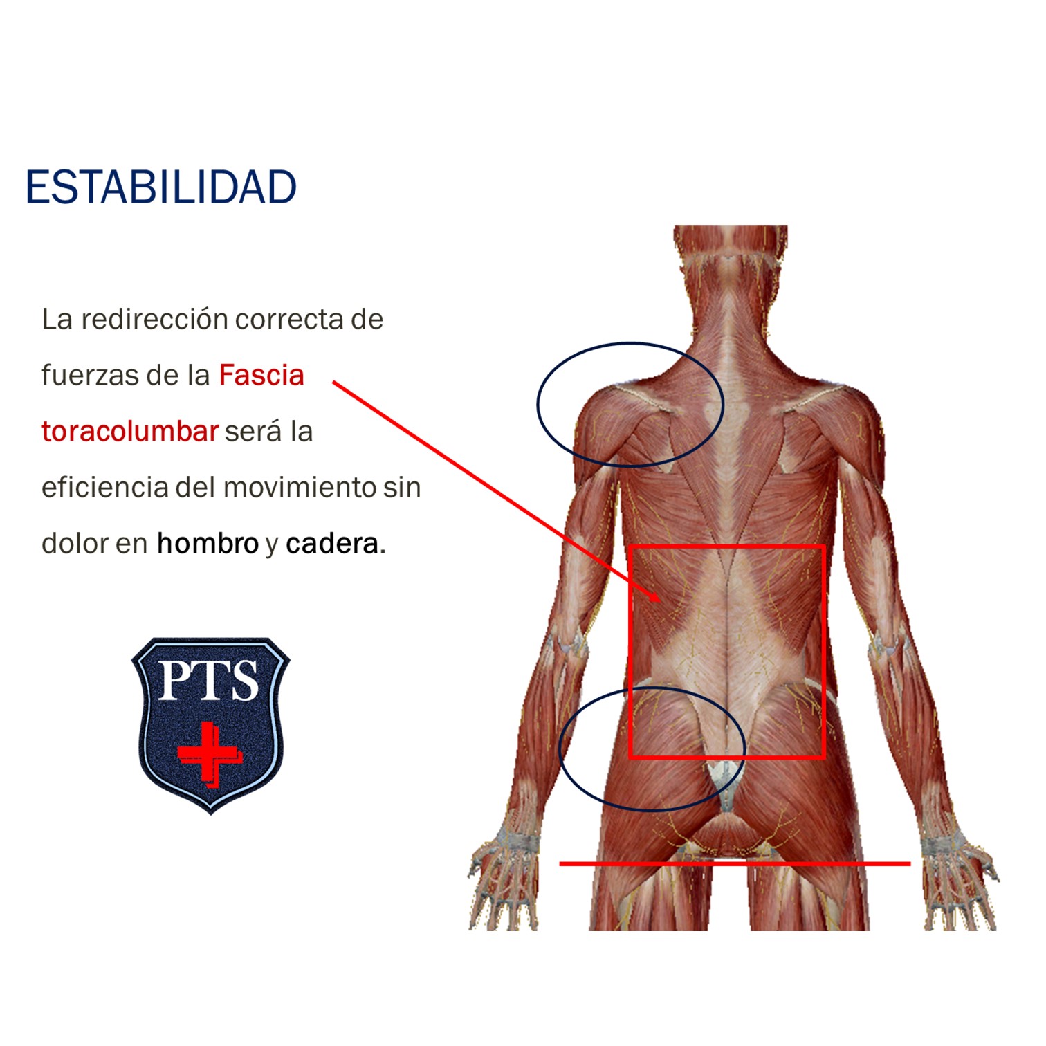 Certificación Especialista en Prevención de Lesiones y Recuperación