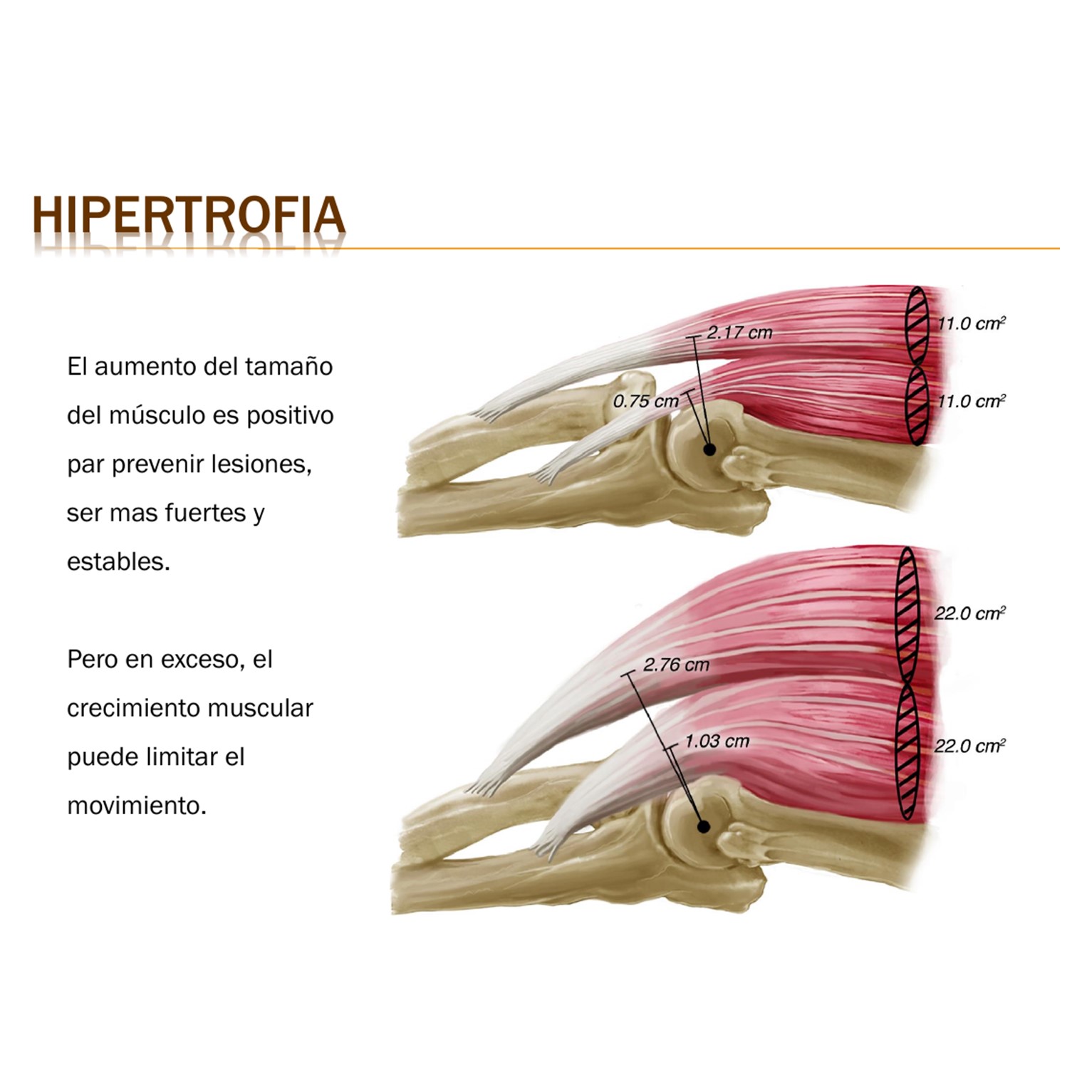 Certificación Método Hipertrofia Funcional